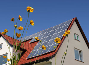 flowers in front of solar panels